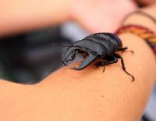 bug on hand