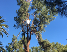 Tree Trimming