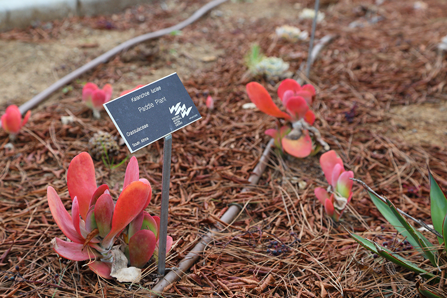 Goeske Garden Close up plant