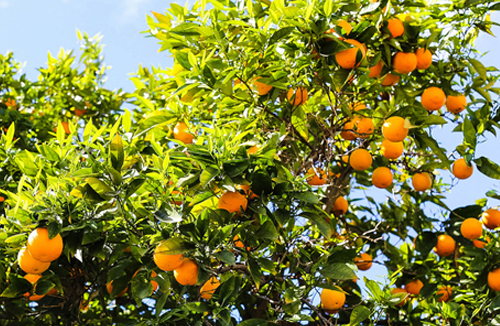 orange tree