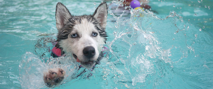 dog swimming in pool